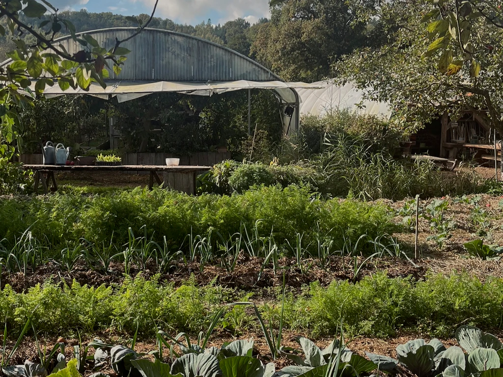 Rangs de légumes verdoyants devant une serre en agroforesterie, au cœur de la ferme du Bec Hellouin